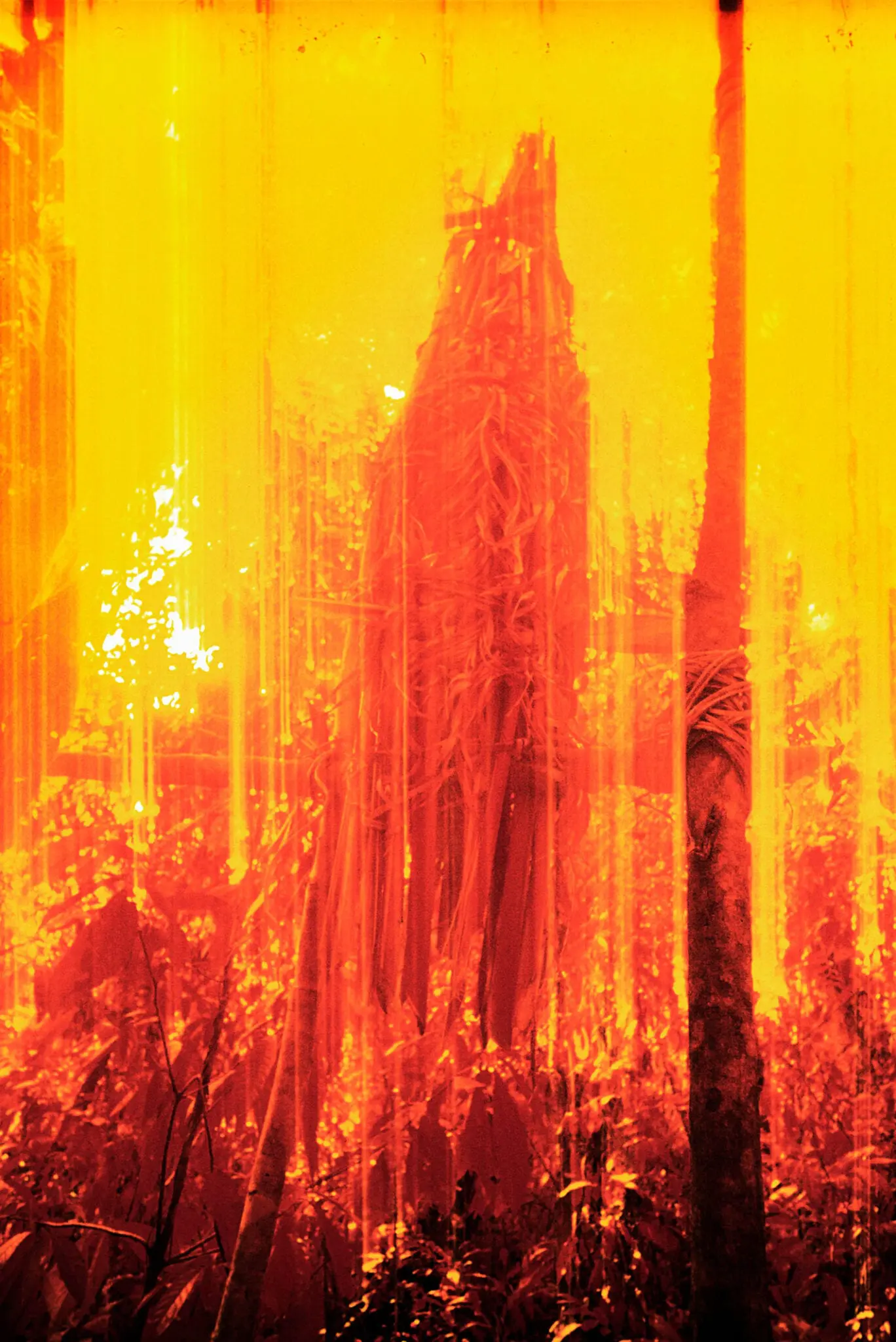 Claudia Andujar | Funeral cocoon in the forest, Catrimani, Roraima State, Brazil, 1976. Infrared film. © Claudia Andujar