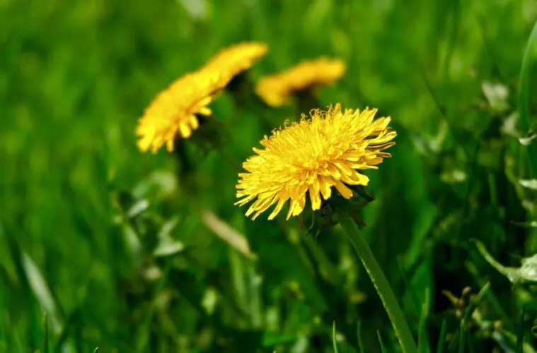 Dandelion