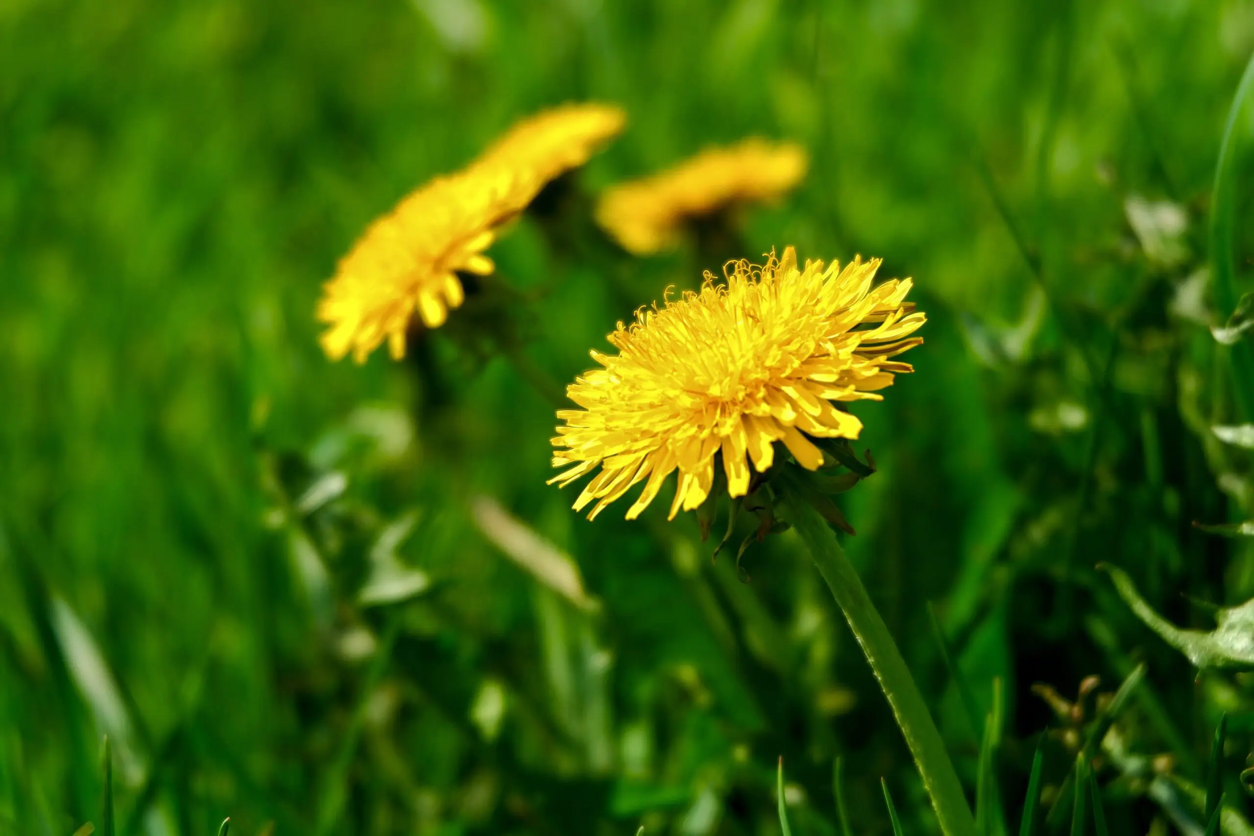 Dandelion