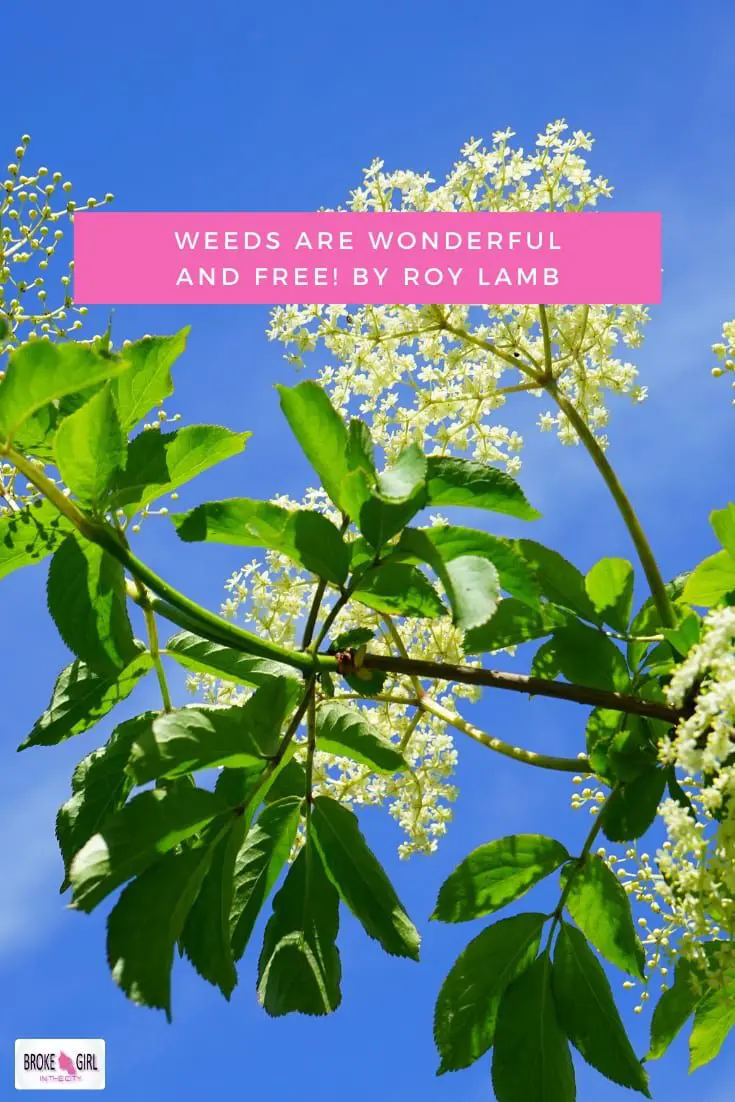 WEEDS ARE WONDERFUL AND FREE!