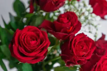 Roses