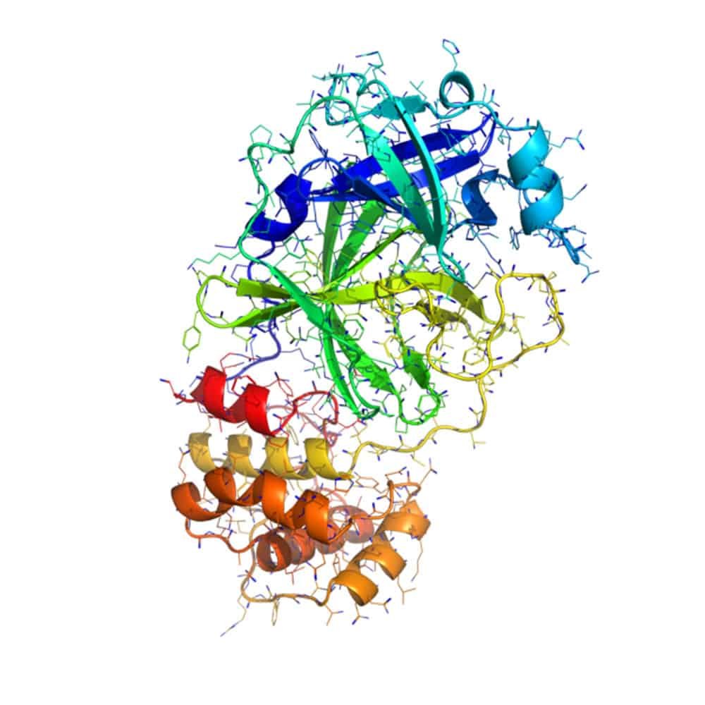 Coronavirus