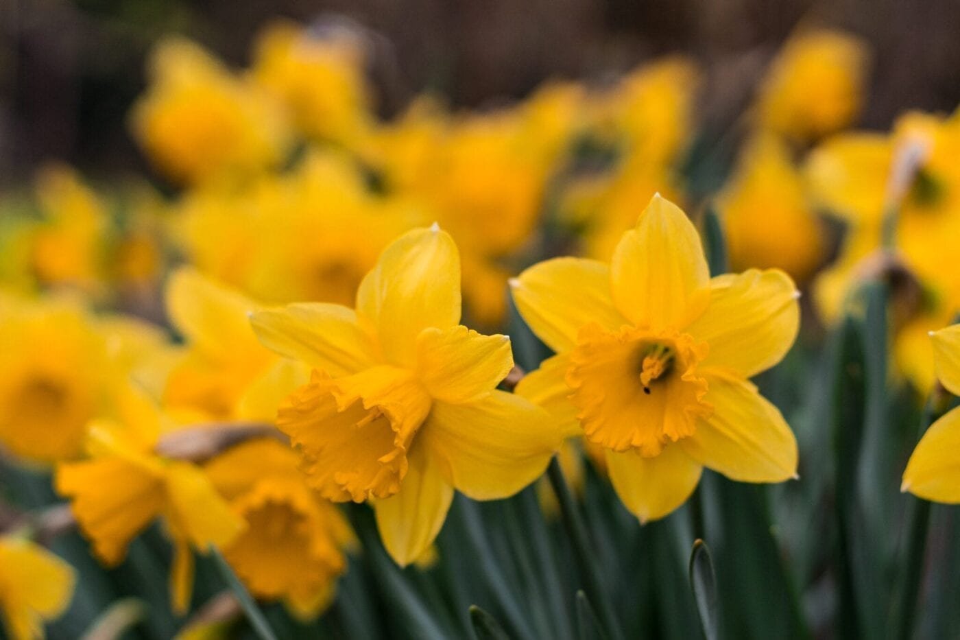 Daffodil's